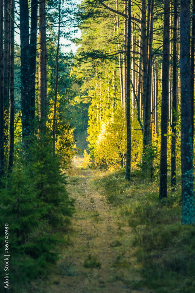 Obraz premium A beautiful summer forest with a small road. Bright, colorful scenery of rural Latvia, Northern Europe.