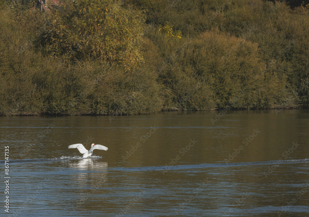 A swans graceful landing on a calm autumn river A swans graceful landing on a calm autumn river