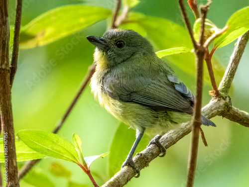 Yellow-rumped Flowerpecker in Borneo, Malaysia photo