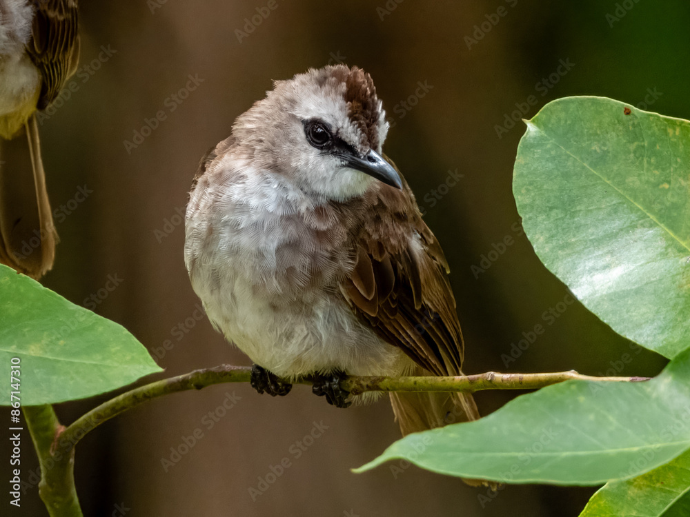 Yellow-vented Bulbul in Borneo, Malaysia Yellow-vented Bulbul in Borneo, Malaysia