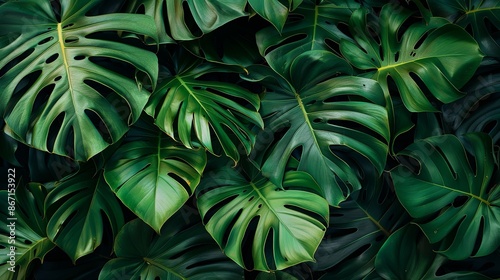 Closeup leaf texture