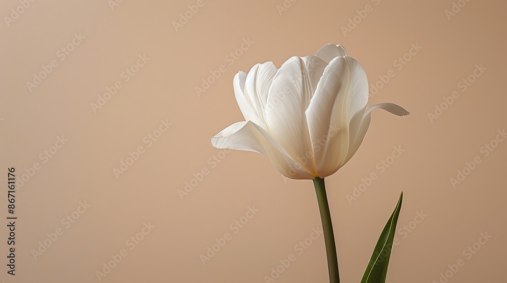 Fototapeta premium Single tulip in soft focus, minimalist floral composition, neutral beige background, soft lighting, elegant and serene atmosphere