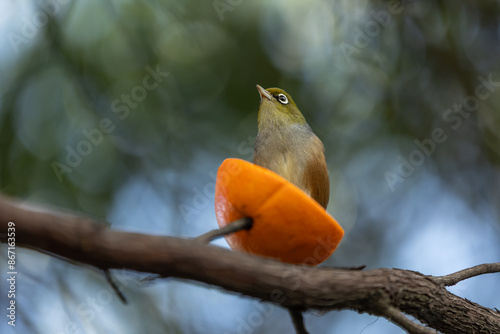 Silvereye Bird Feeding in the Garden in New Zealand photo