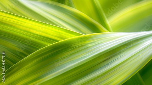 Closeup leaf texture