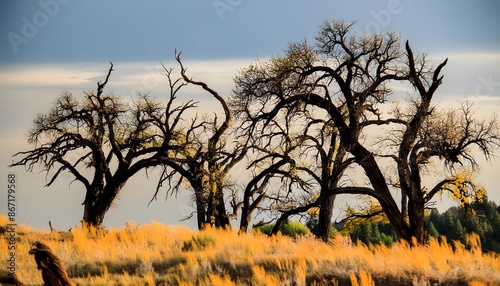 Lovely African savannah landscape with acacia trees growing in tall grass. Landscape with tree in Africa