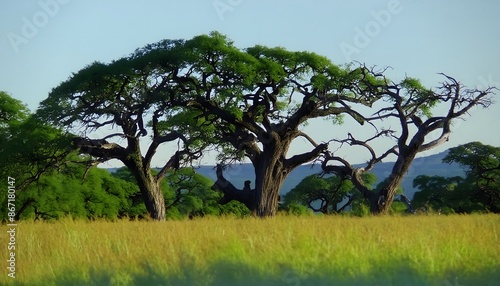 Lovely African savannah landscape with acacia trees growing in tall grass. Landscape with tree in Africa