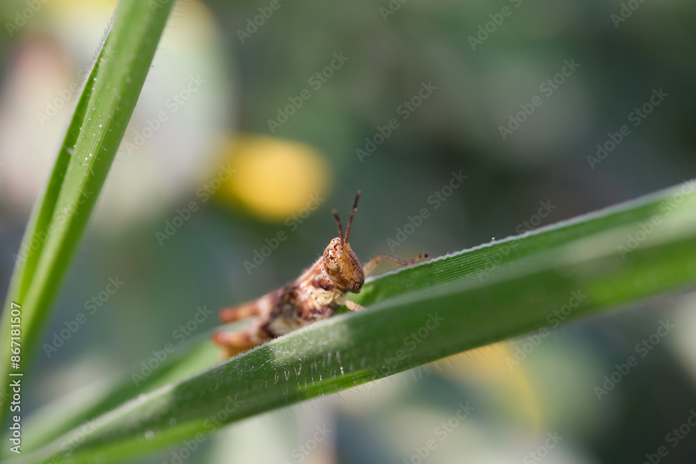 Nature Photography of brown grasshopper baby perched in the middle of the weeds. Macro of beautiful and exotic animals in the wild. Graphic Resources. Animal Close-up. Animal Camouflage Nature Photography of brown grasshopper baby perched in the middle of the weeds. Macro of beautiful and exotic animals in the wild. Graphic Resources. Animal Close-up. Animal Camouflage