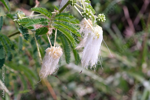 Macrophotoraphy of fresh and beauty of white Calliandra Surinamensis flowers. Textured Details of beautiful and exotic Plants in the wild. Graphic Resources. Botanical Photography. Plants Close-up. Na photo