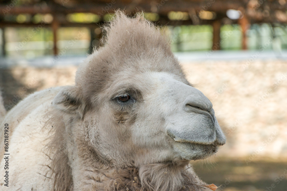 Fototapeta premium Head of a camel close up photo. High detalization, focus on eyes