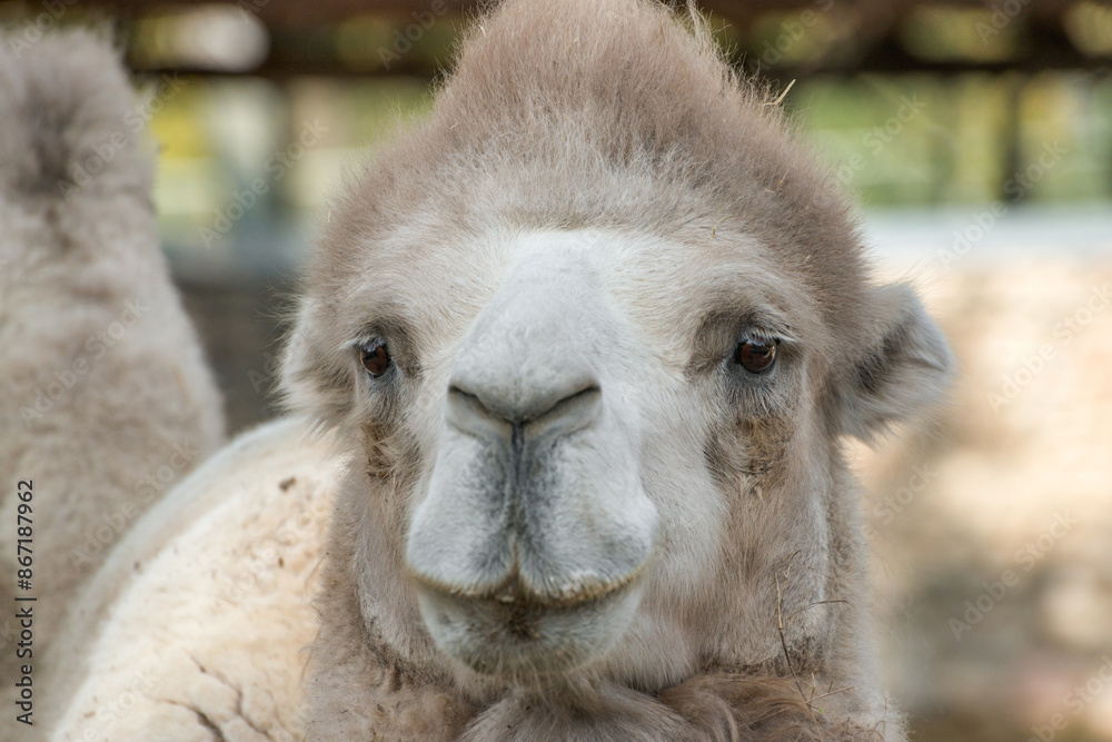 Obraz premium Head of a camel close up photo. High detalization, focus on eyes.