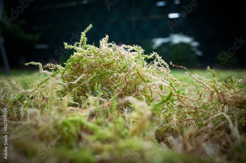 Verticalised moss on a meadow
