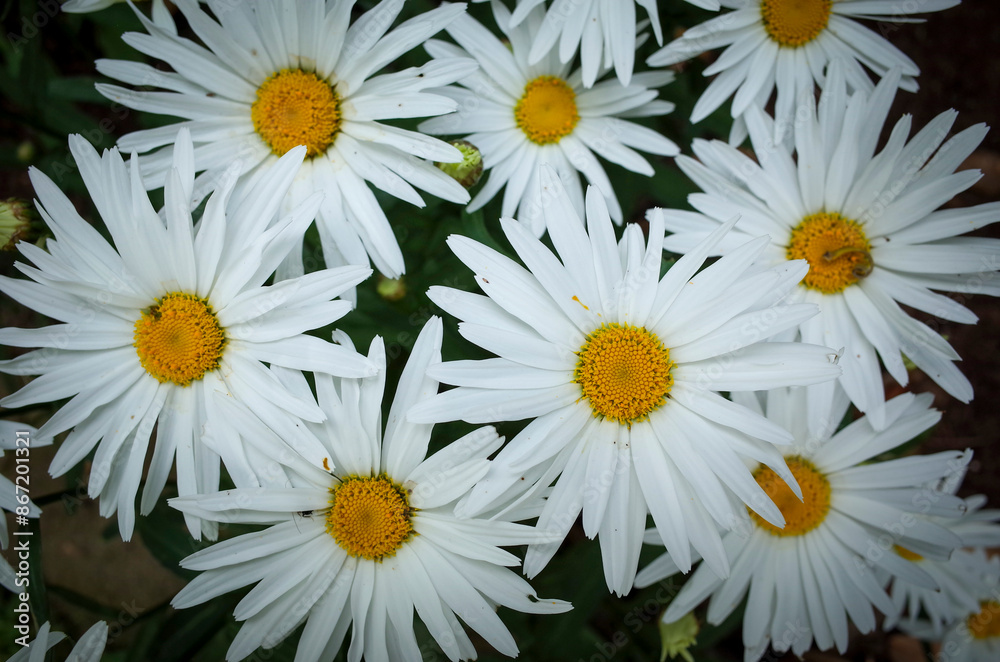 Obraz premium Concept photo of daisies in the garden