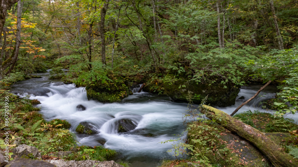 Fototapeta premium 奥入瀬渓流 