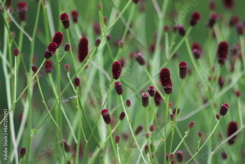 Sanguisorba officinalis. Red flowes of burnet in garden. photo