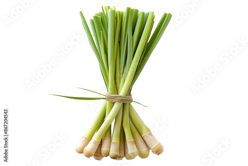 Bundle of fresh lemongrass stalks, tied together with twine, and isolated against a white background. photo