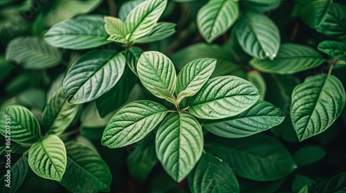 Abstract natural floral Green tropical plant close-up background