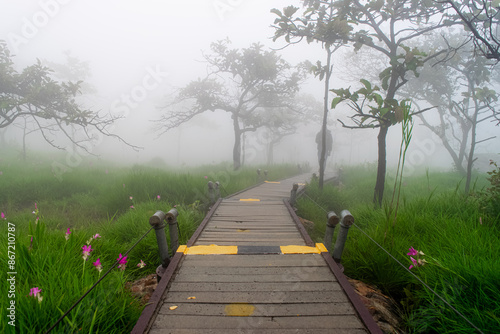 Natural trail in Krachiew flower field at Pa Hin Ngam national p