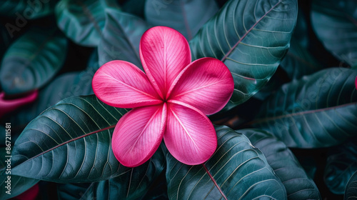 Photo of beautiful flower in dark bushes