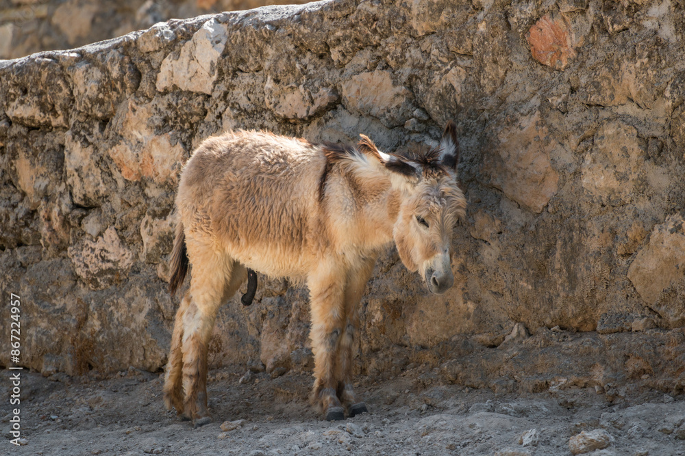 A lonely domestic donkey stands against the wall on a sunny day. A lonely domestic donkey stands against the wall on a sunny day.