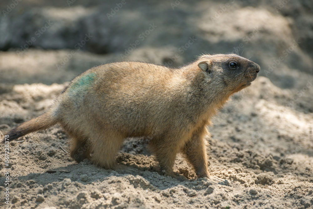 Baibak or common (steppe) marmot. Close-up photo. Baibak or common (steppe) marmot. Close-up photo.