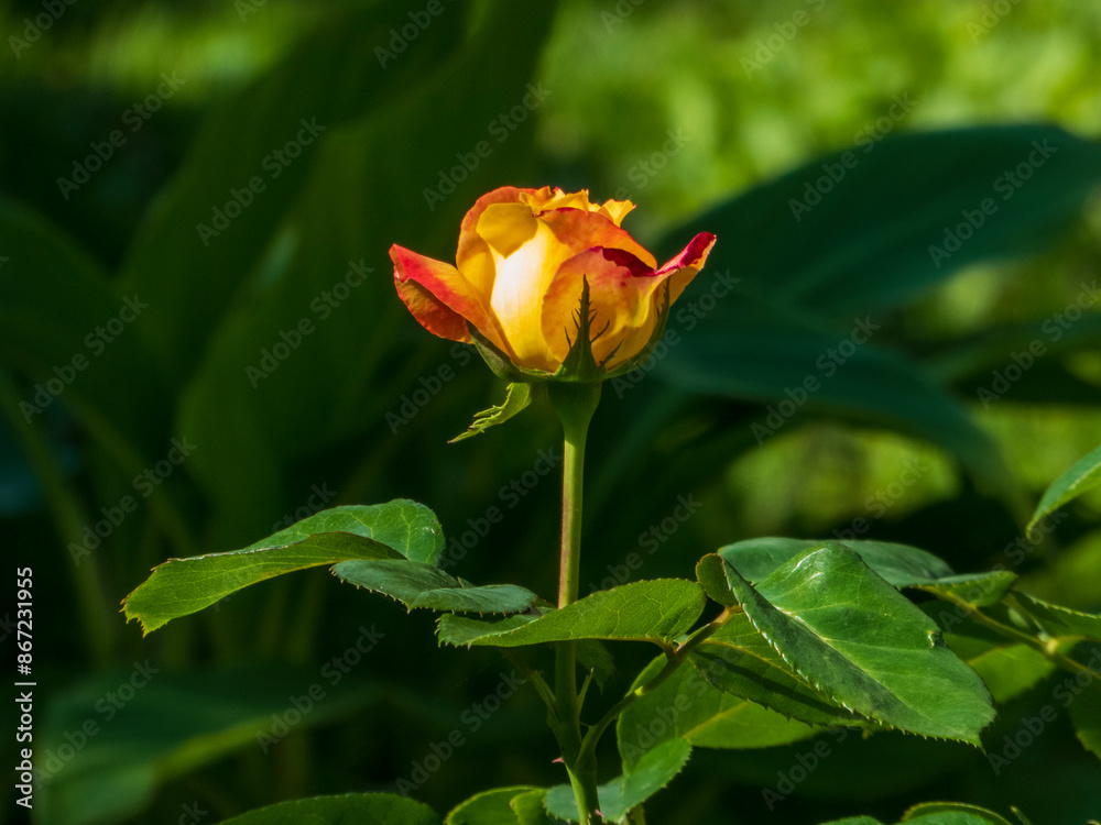 A close-up photo of a yellow tea rose flower A close-up photo of a yellow tea rose flower