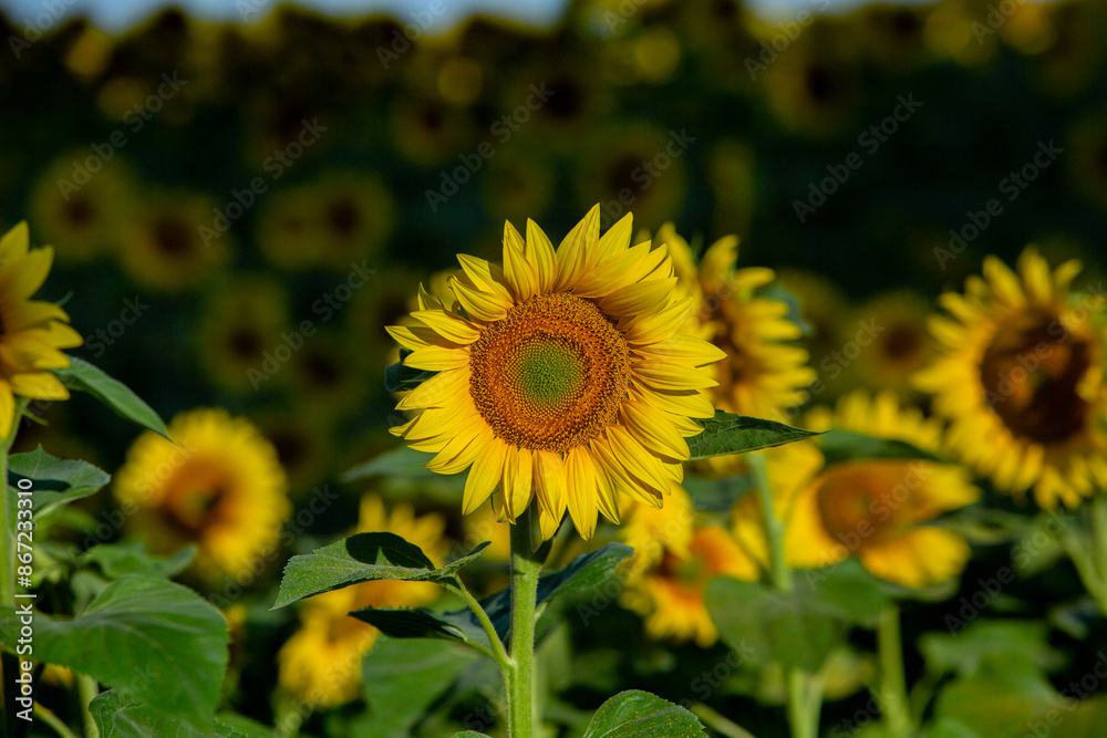 A beautiful field of sunflowers in the sunrise light. Agricultural life in the Republic of Moldova A beautiful field of sunflowers in the sunrise light. Agricultural life in the Republic of Moldova