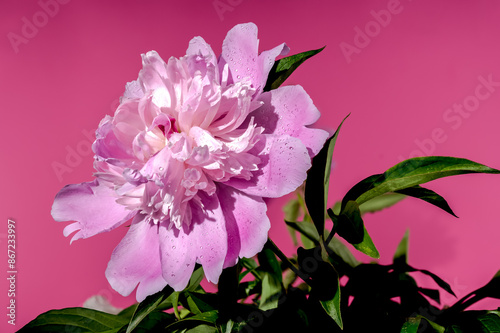 Blooming pink peony on a pink background photo