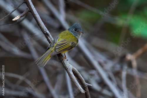 Grey-headed canary-flycatcher bird perched on a branch  photo