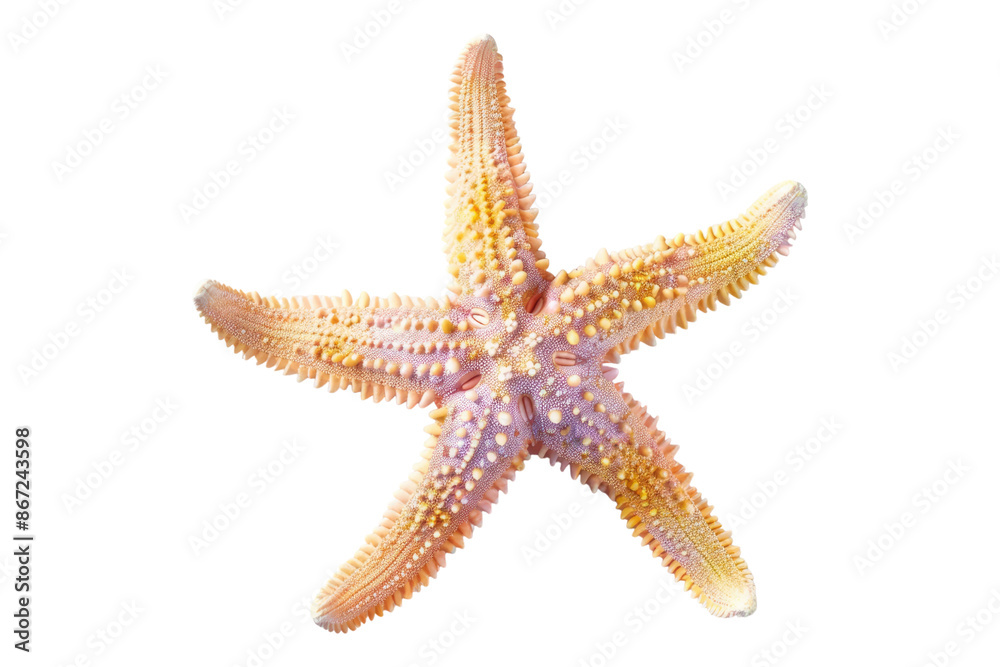 Pastel starfish isolated on transparent background Pastel starfish isolated on transparent background