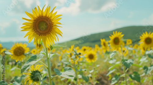 Vibrant Sunflower Standing Tall In A Field With Rolling Hills, Close-Up