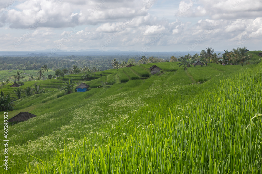Endless multi-level Jatiluwih Rice Terraces: lush green meadows, tropical greenery, palm forest, rustic Asian landscape Endless multi-level Jatiluwih Rice Terraces: lush green meadows, tropical greenery, palm forest, rustic Asian landscape