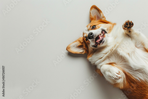 Wallpaper Mural Cute Puppy laying on the floor top view flat lay with white copy space white background Torontodigital.ca