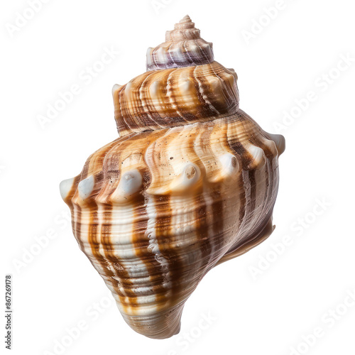 Seashells concept Turban Snail top view full length on transparency background PNG
 photo