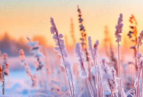 A snowy landscape with frozen plants and trees in the foreground