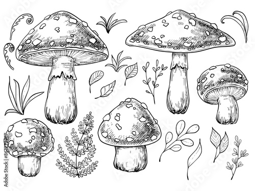 Amanita mushroom, fly agaric set vintage monochrome vector sketch illustration	