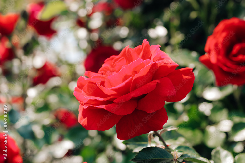 red climbing rose bush close-up in botanical garden, rose background red climbing rose bush close-up in botanical garden, rose background
