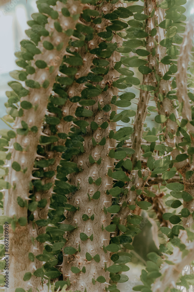 Cactus Ferocactus pilosus round with thorns in the desert close-up Cactus Ferocactus pilosus round with thorns in the desert close-up