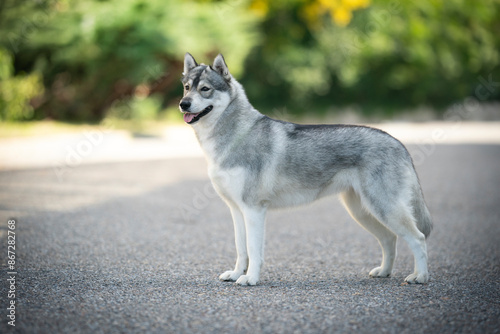 Siberain husky dog breed show quality photo