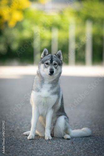 Siberian husky dog breed amazing portrait 