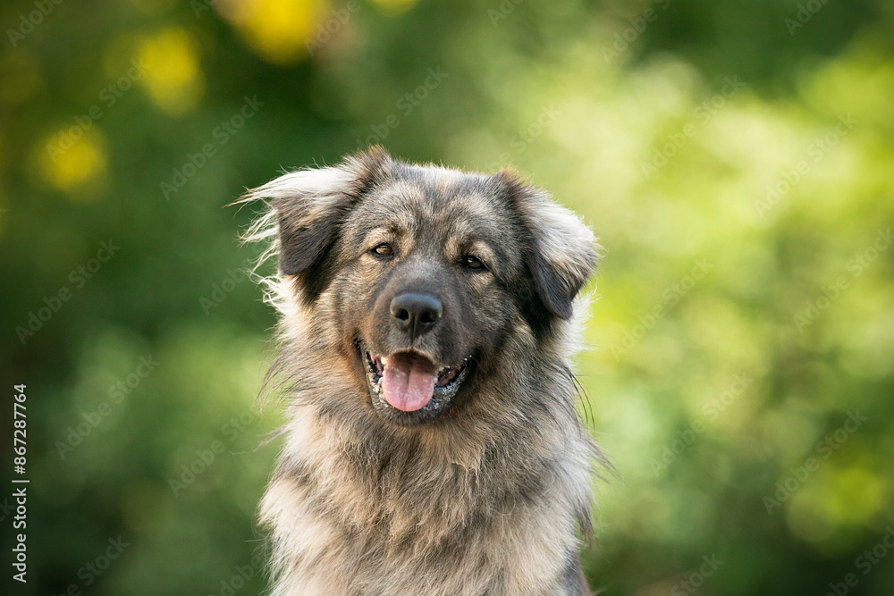 Fototapeta premium Karst Shepherd dog breed at the summer