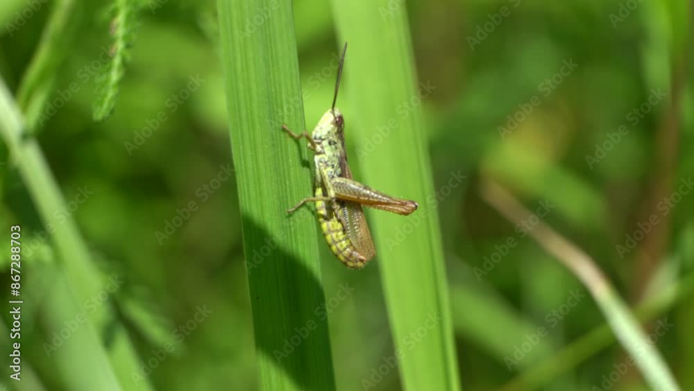 Green grasshopper sits on the grass and chirps Green grasshopper sits on the grass and chirps