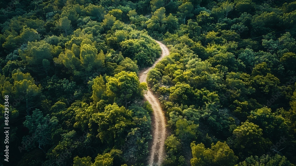 Aerial View of a Winding Path Through Lush Green Forest Aerial View of a Winding Path Through Lush Green Forest