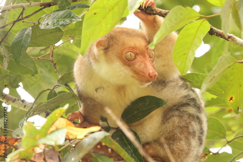 Waigeou cuscus or Waigeou spotted cuscus (Spilocuscus papuensis) is a species of marsupial in the family Phalangeridae. It is endemic to the island of Waigeo in Indonesia. photo