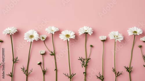 Minimalistic arrangement of white daisy chamomile flowers against a delicate pink background. Creative lifestyle concept, perfect for spring-summer themes. Flat lay, top view, ample copy space