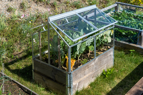 Mini green house glass house.  People grow their own food. Varietal green vegetables salads species. Vegetable garden in glass house.