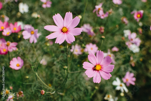 Colorful cosmos flowers blooming in the garden. A beautiful flower field summer meadow. 