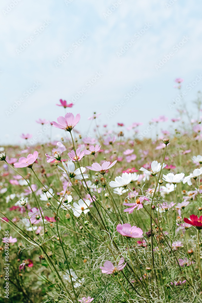 Colorful cosmos flowers blooming in the garden. A beautiful flower field summer meadow. Colorful cosmos flowers blooming in the garden. A beautiful flower field summer meadow.