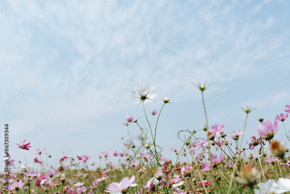 Colorful cosmos flowers blooming in the garden. A beautiful flower field summer meadow. Colorful cosmos flowers blooming in the garden. A beautiful flower field summer meadow.