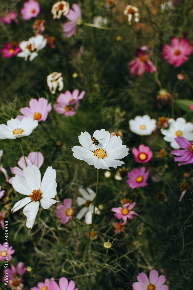 Colorful cosmos flowers blooming in the garden. A beautiful flower field summer meadow. Colorful cosmos flowers blooming in the garden. A beautiful flower field summer meadow.