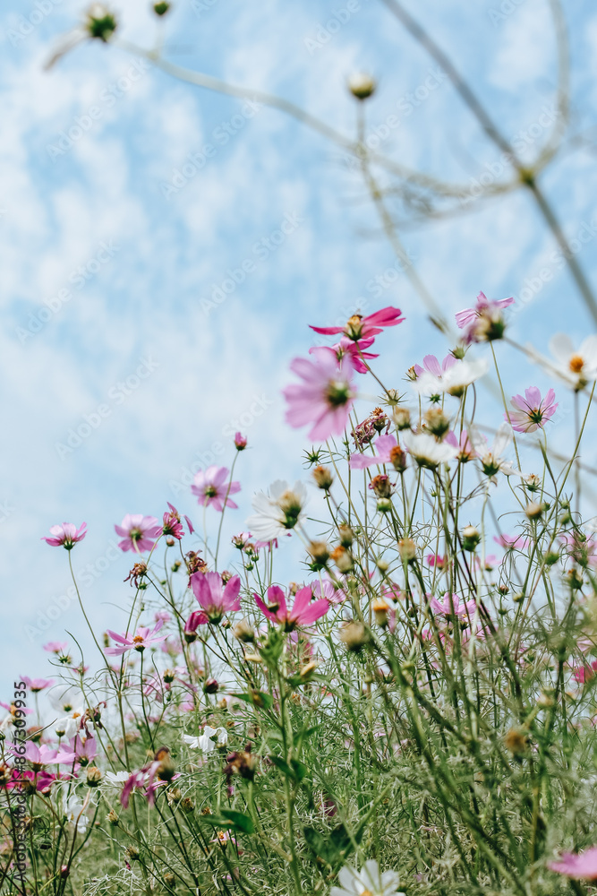 Colorful daisy flowers under the blue summer sky. Colorful daisy flowers under the blue summer sky.
